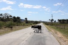 2 Cows In The Middle Of A Road In Cuba Stock Photo