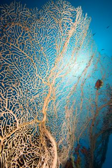 Soft Coral Sea Fan With Blue Background Royalty Free Stock Image
