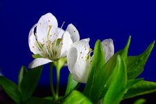 Pear Flowers Royalty Free Stock Photo Pear Flowers Royalty Free Stock Photo