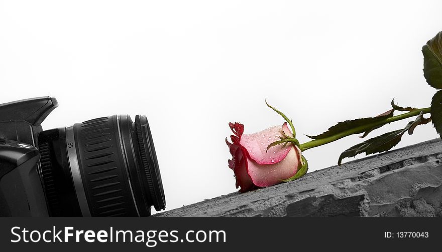 Photo camera and rose lie against each other, white background, ( black white photo, rose color)