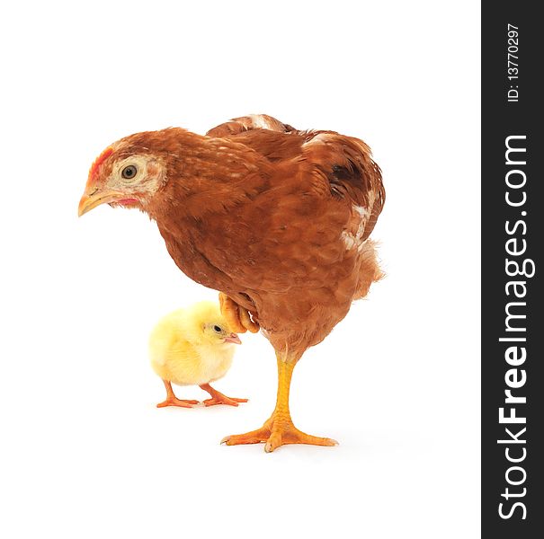Brown hen and chick