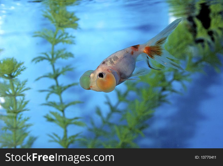 Calico Bubble Eye Goldfish in Aquarium  700030  Carassius auratus auratus. Calico Bubble Eye Goldfish in Aquarium  700030  Carassius auratus auratus