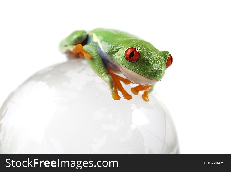 Red eyed tree frog sitting on globe. Red eyed tree frog sitting on globe