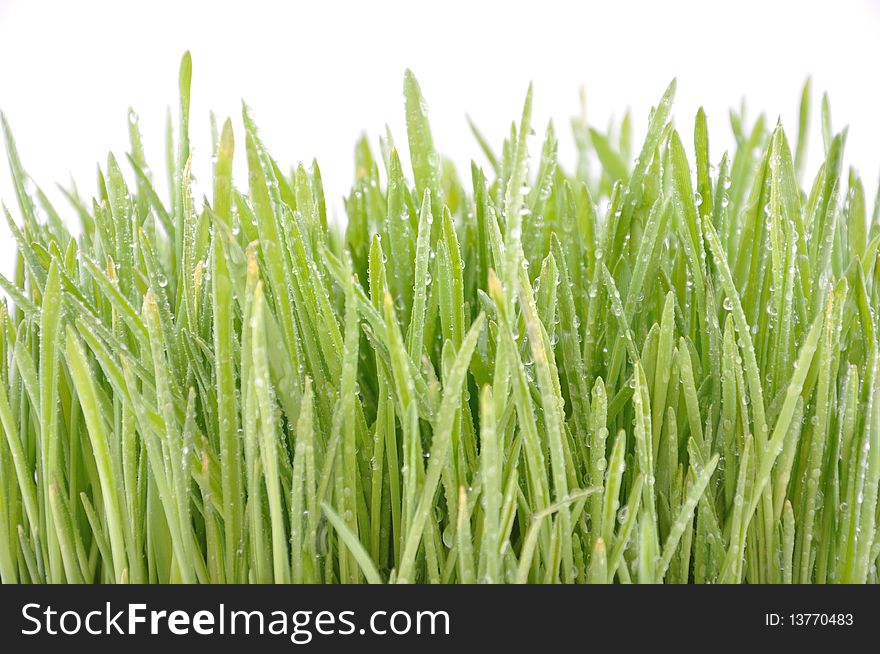Fresh Grass