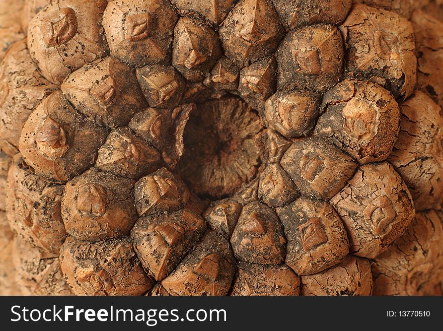A texture based on a bottom side of a cone - closeup picture. A texture based on a bottom side of a cone - closeup picture