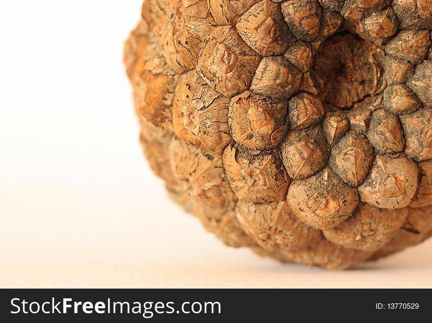 A bottom side of a cone isolated on a white background - closeup picture