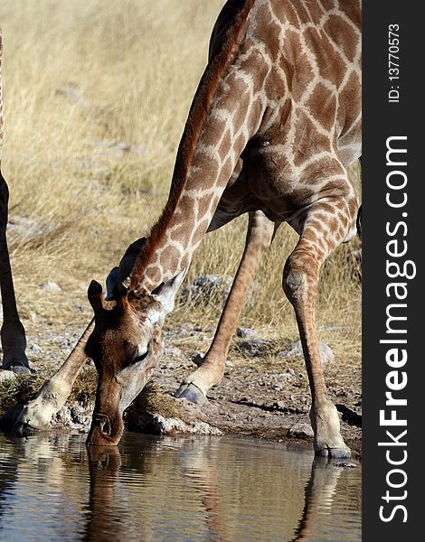 Giraffes by waterhole, Etosha NP, Namibia, Africa. Giraffes by waterhole, Etosha NP, Namibia, Africa