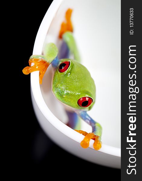 Red eyed tree frog sitting on white cup. Red eyed tree frog sitting on white cup