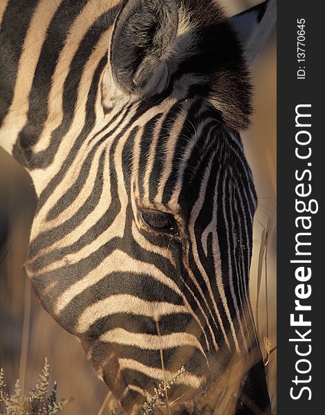 Common zebra, Etosha National Park, Namibia, SW Africa. Common zebra, Etosha National Park, Namibia, SW Africa