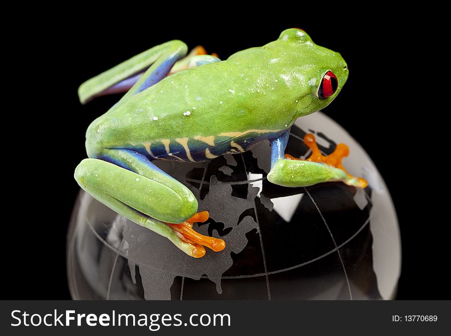 Frog on globe