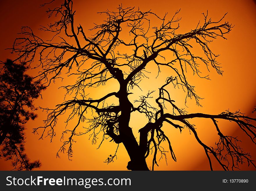 Bare branches of a giant tree in the backlight. Bare branches of a giant tree in the backlight.
