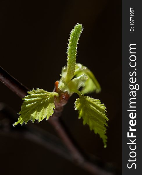 Young birch leaves and catkin, isolated on black. Young birch leaves and catkin, isolated on black