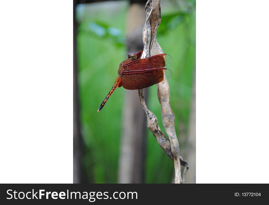 A Dragonfly on a brown twig. A Dragonfly on a brown twig.