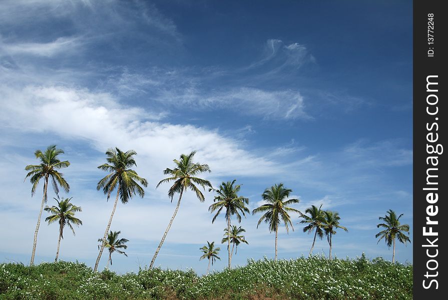 Coconut palms and blue sky