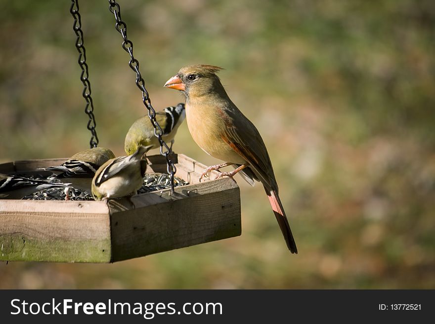 Female cardinal at the feeder