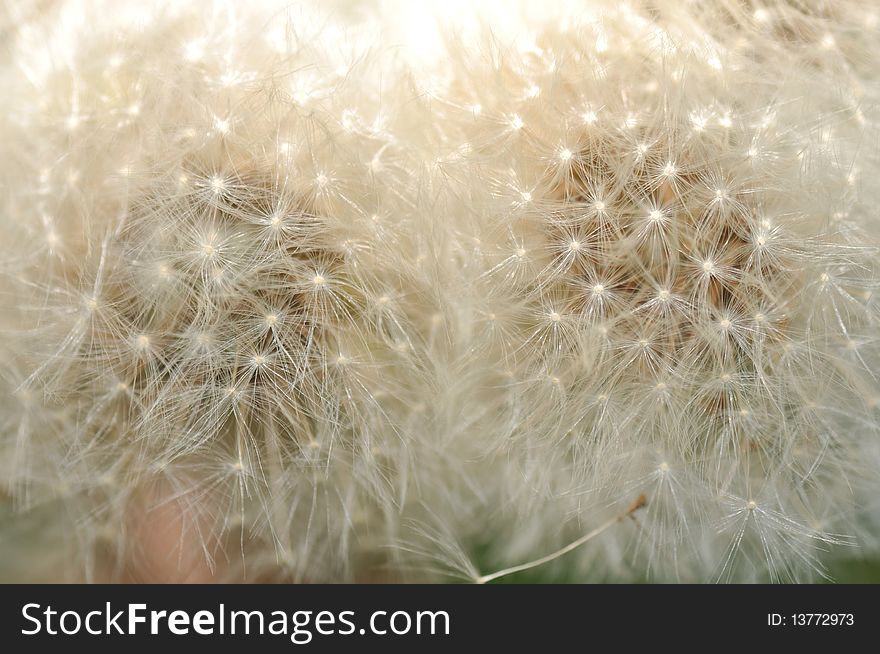 Dandelion closeup view of dried flower ready to blow in the wind