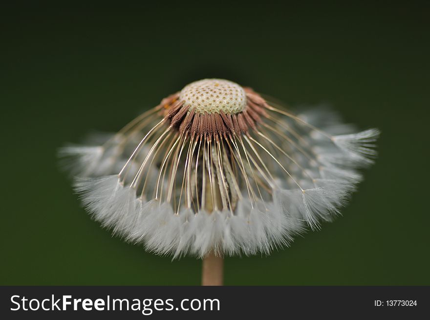 Dandelion closeup view of dried flower ready to blow in the wind