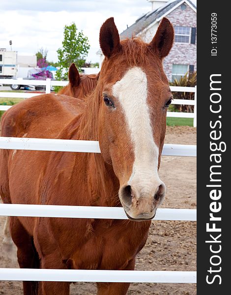 Mustangs at a farm with a brown red horse color and white on their faces. Mustangs at a farm with a brown red horse color and white on their faces.