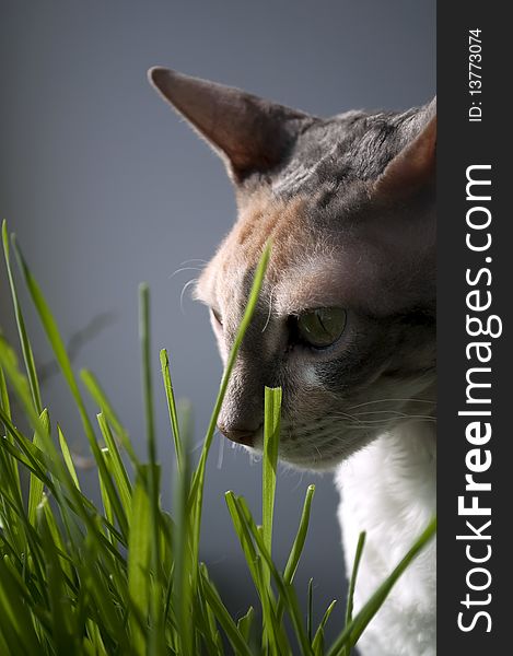 Cornish Rex Cat In Grass