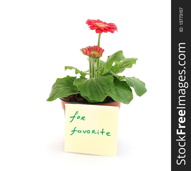 Gerbera in a pot with the inscription (for favorite)