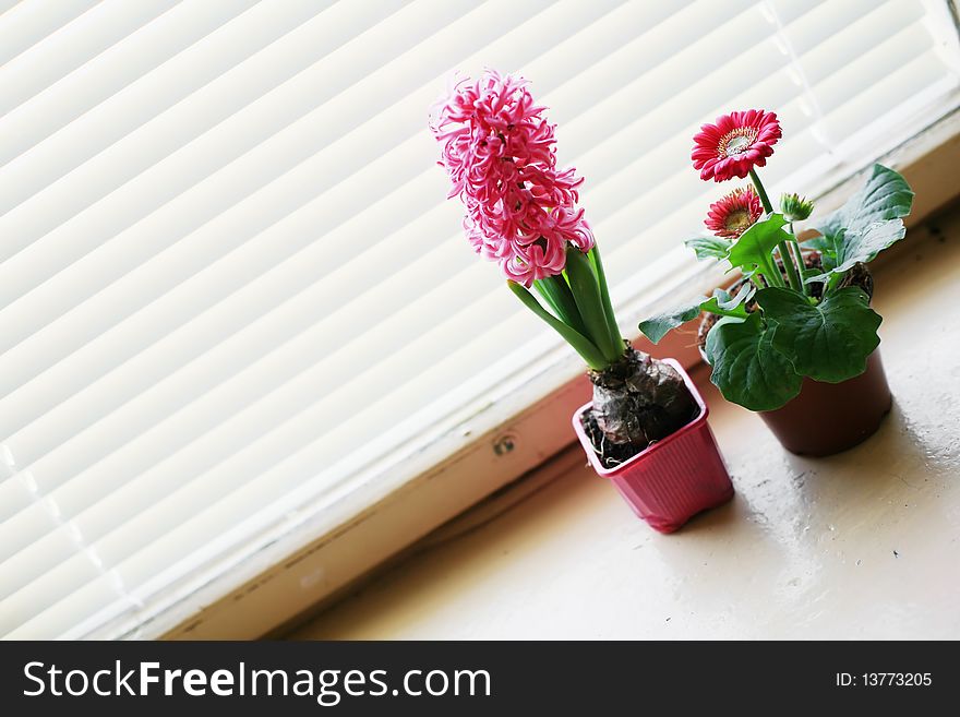 An image of two flowers in the pots