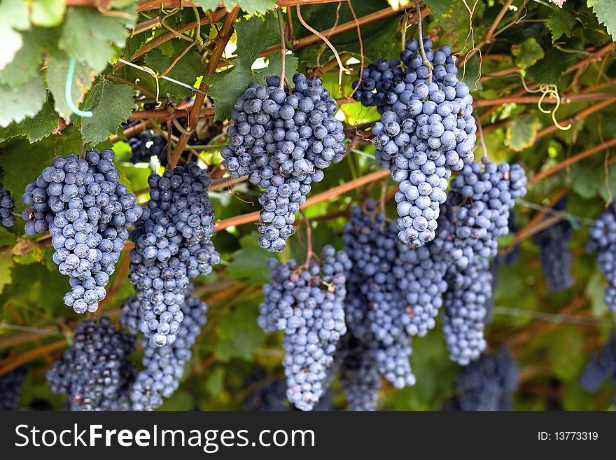 An image of bright violet bunches of grapes. An image of bright violet bunches of grapes