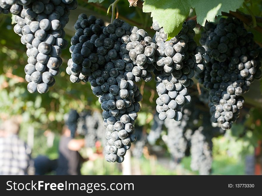 An image of a crop of sweet purple grapes. An image of a crop of sweet purple grapes