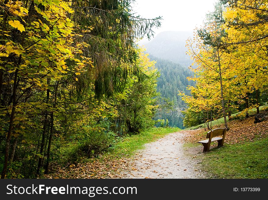 An image of a wooden bench in the forest