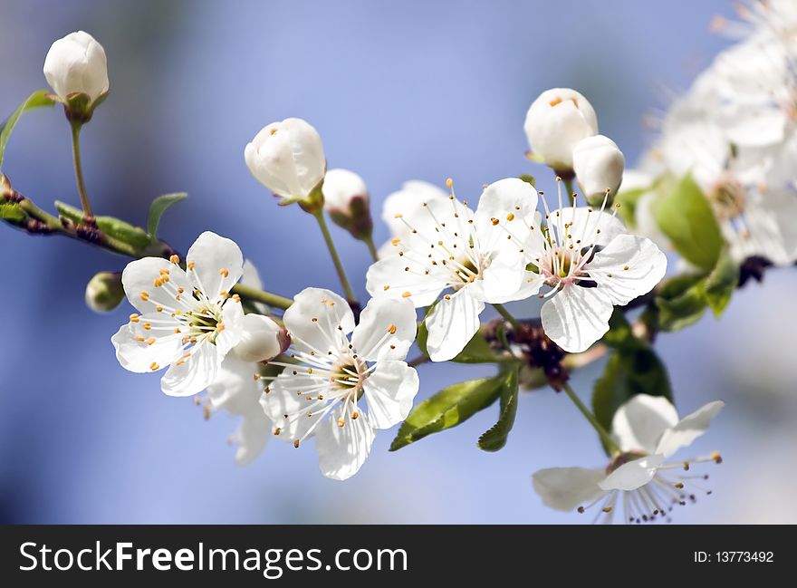 Spring blossom with blue background