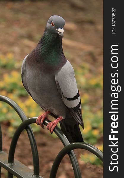 Pigeon In The Park Sitting