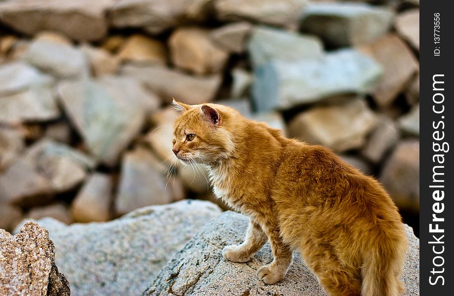 Red cat on the rocks