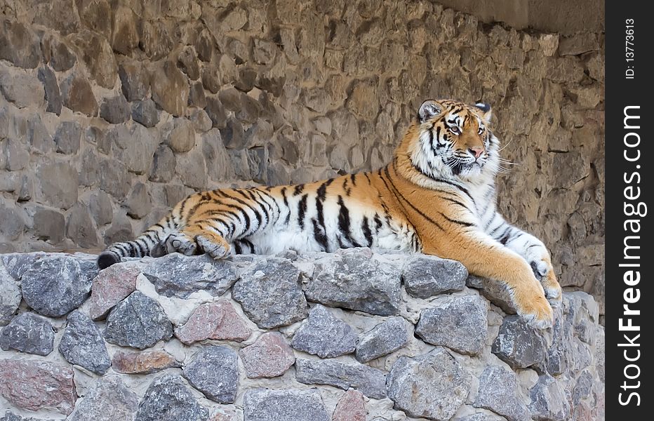 Tiger on the stones in zoo