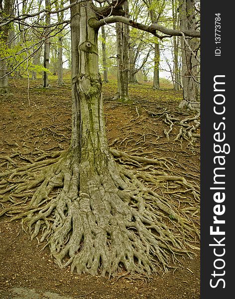 Large tree roots II