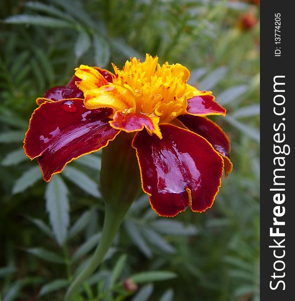 Colorful golden marigold flower with green background and with dew drop