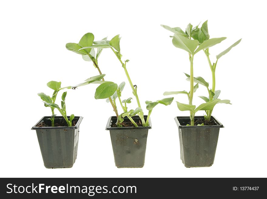 Three broad bean seedlings in pots against white