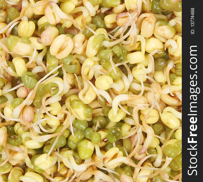 Sprouting mung bean seeds as a background and texture. Sprouting mung bean seeds as a background and texture