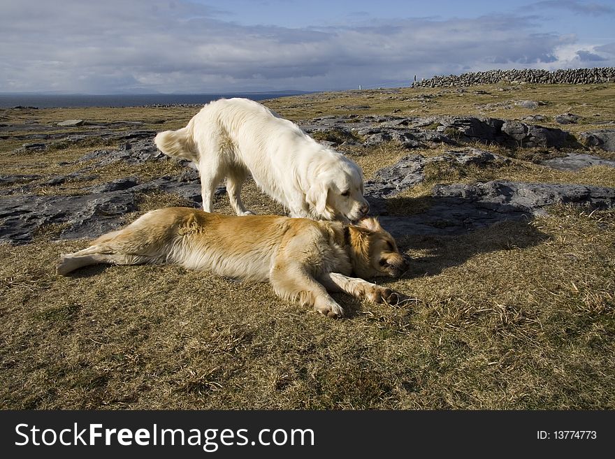 Two golden retrievers playing on a stone coast of Atlantic Ocean. Two golden retrievers playing on a stone coast of Atlantic Ocean