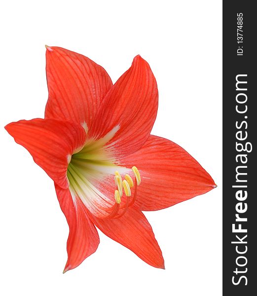 A beautiful red lily isolated on white