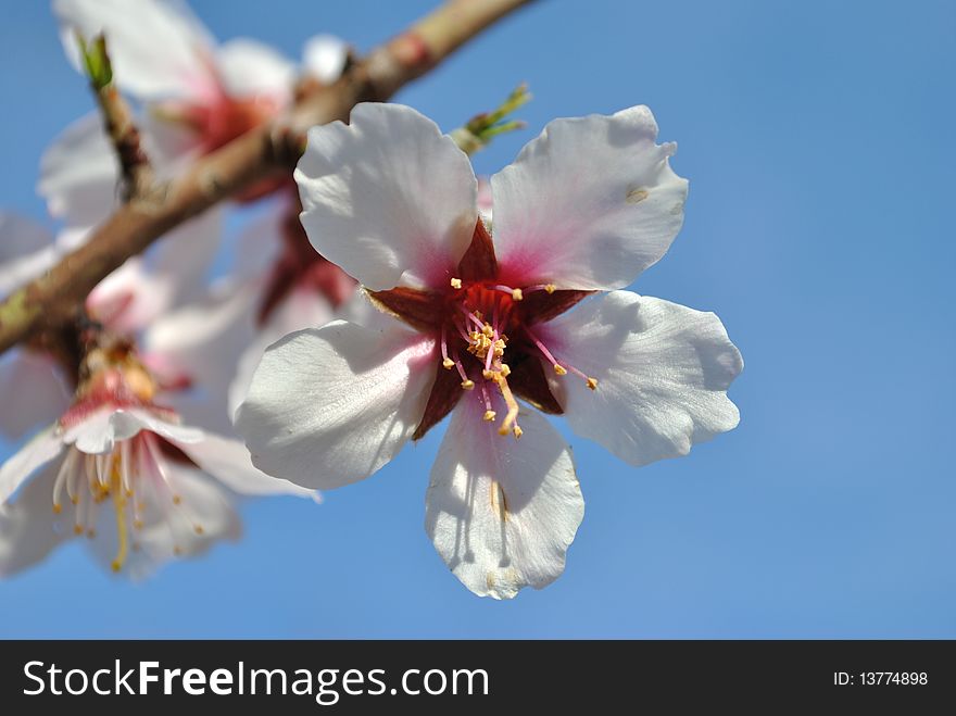Flowering branch, blue sky,spring