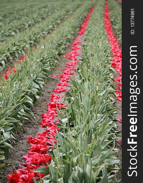 Tulip fields after the blossoms are cut and sent to market. Tulip fields after the blossoms are cut and sent to market