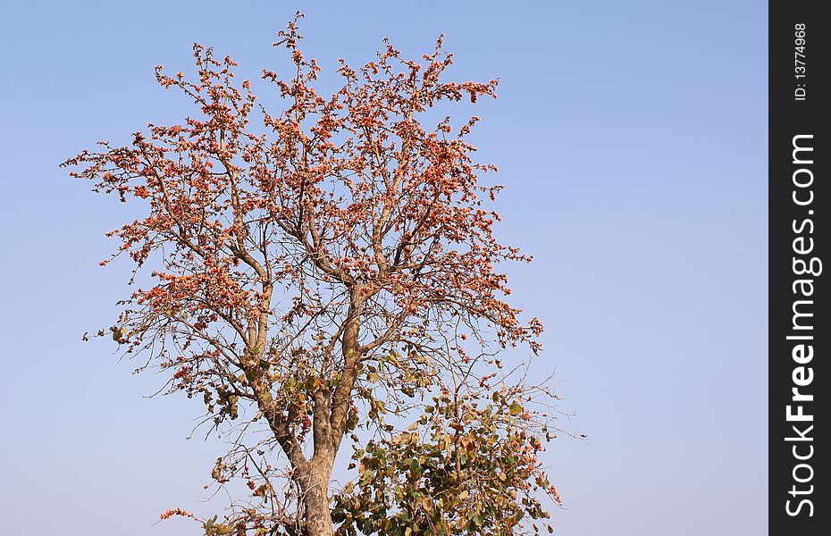 Native to India, Flame of the Forest is a medium sized tree also known as Palash. Native to India, Flame of the Forest is a medium sized tree also known as Palash