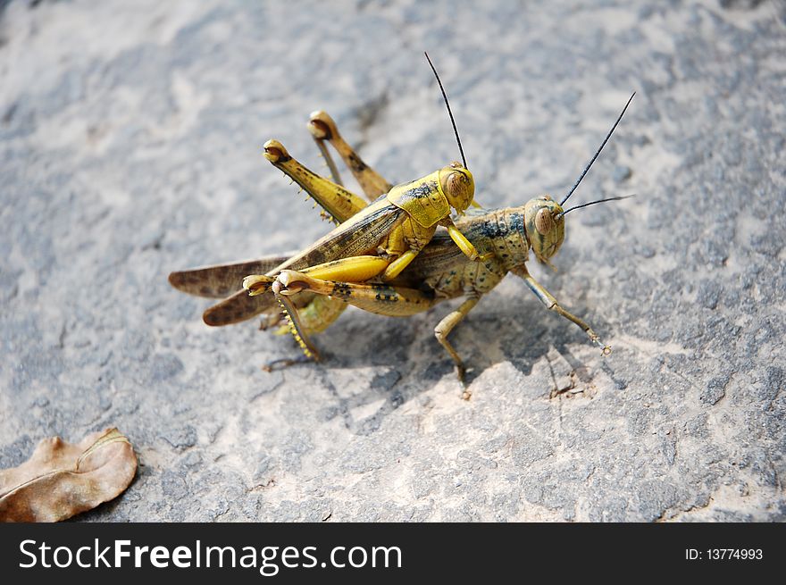 A pair of grasshopper on the floor