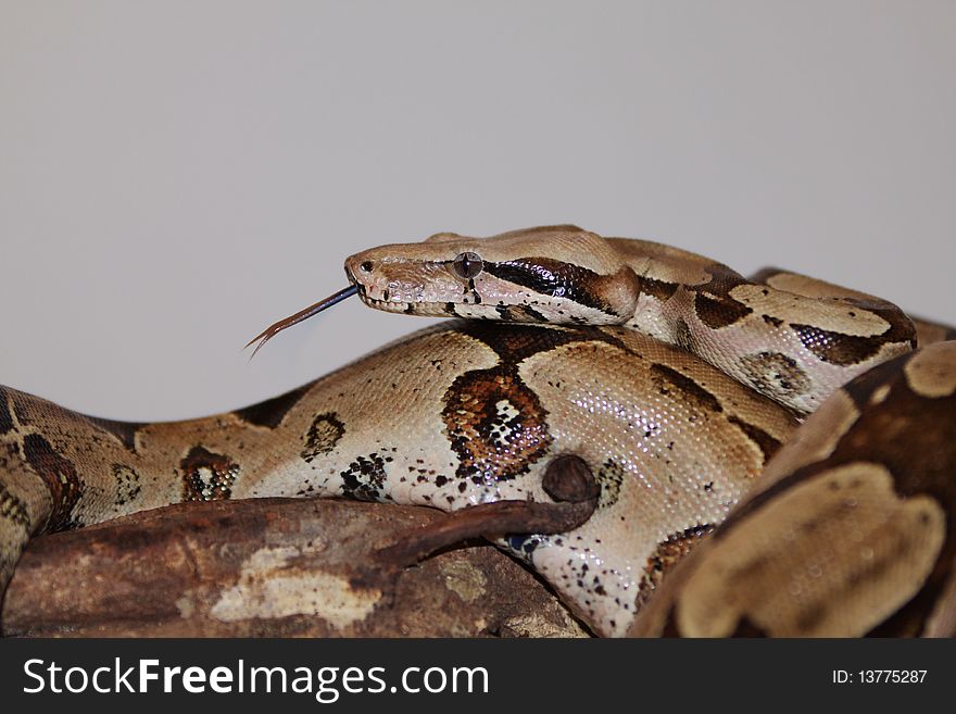 Red-tailed Boa Constrictor flicking her tongue. Red-tailed Boa Constrictor flicking her tongue