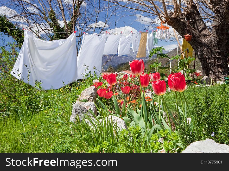 Spring garden with tulips and clean white washing. Spring garden with tulips and clean white washing