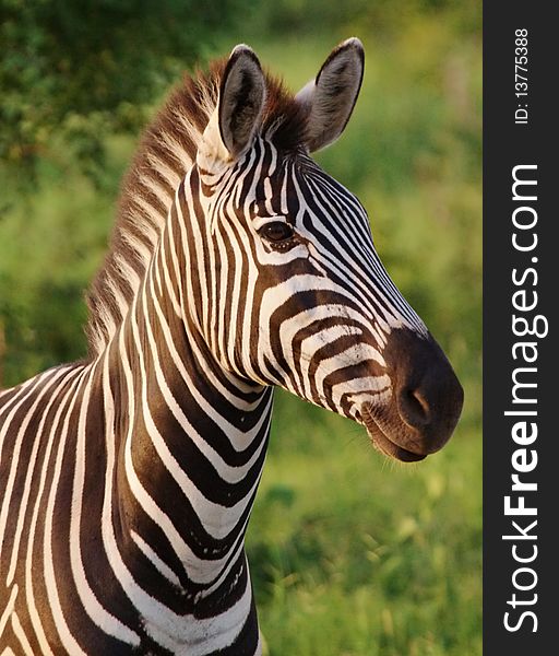 A adult male clean Zebra. A adult male clean Zebra
