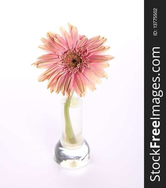 Withered pink gerbera  in a vase on white background