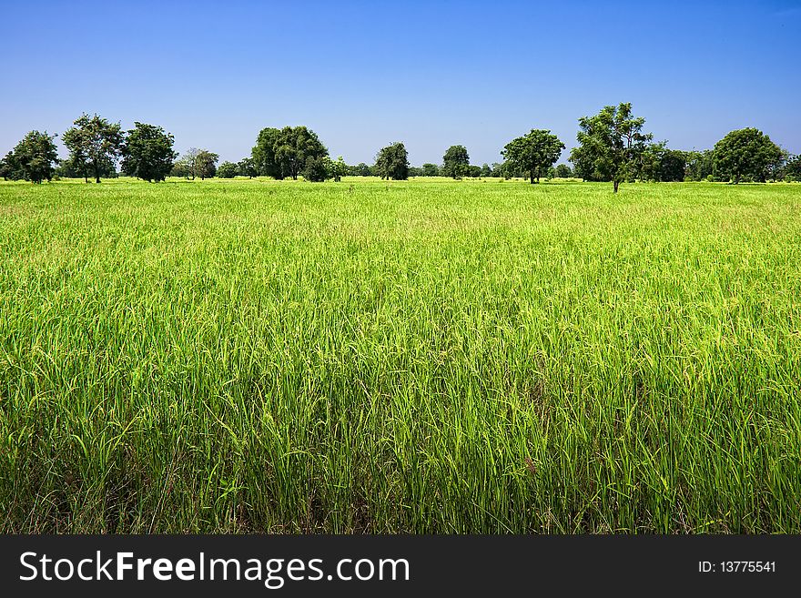 Large rice fields of central Thailand.