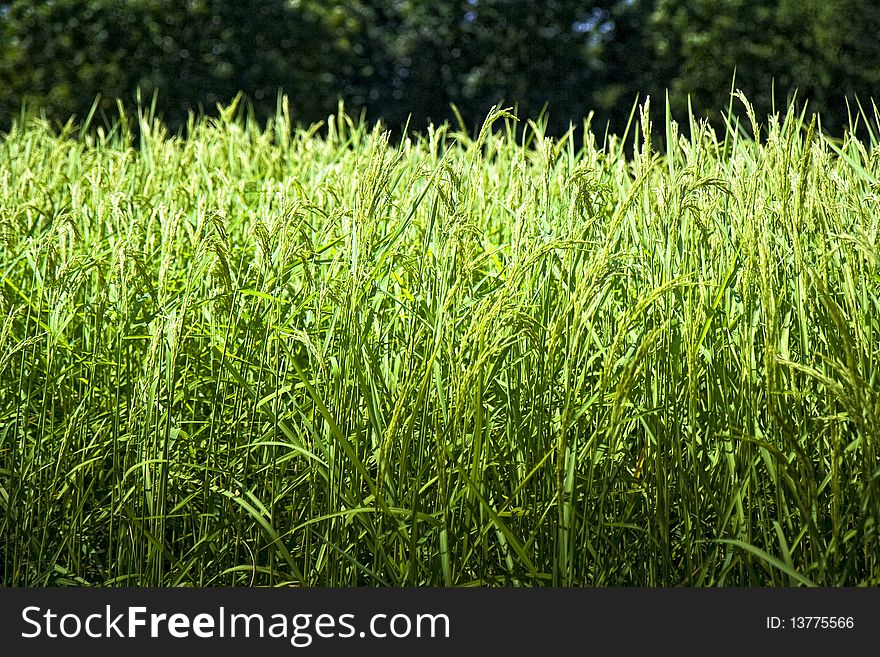 Large rice fields of central Thailand.