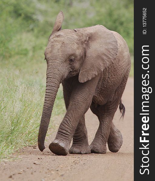 A baby Elephant on the move. A baby Elephant on the move