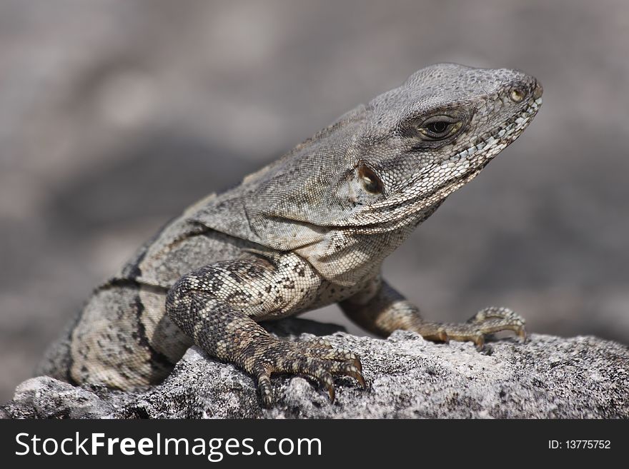 Gray Iguana reptile on a rock.